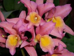 Orchid Pink Blossom close-up