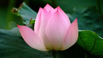 Lotus Flower close-up on blurred background