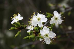 small white flowers on a tree