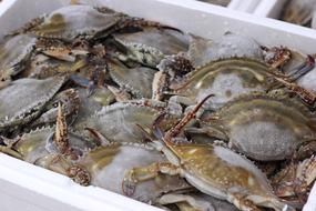 raw crabs in a box harvest