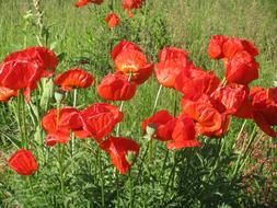 Poppies in bloom in the garden