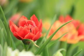 red tulips in the garden in a blurred background