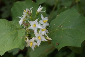 Turkey Berry Flower close-up