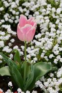 Tulip Gloeckchenblume and Green leaves