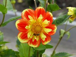 Summer Dahlia Colors