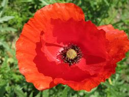 Poppy Red close-up