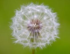 closeup picture of Dandelion Blossom Bloom