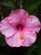 pink hibiscus in the garden close up