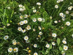 white blooming daisies on the field in summer