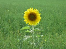 lonely sunflower in a green field