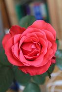 Red Rose Flower bud