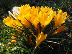 yellow crocuses on a sunny spring day close up