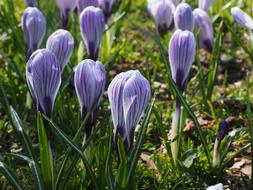 Crocus Flower Spring