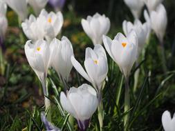 white Crocuses Flowers at Spring