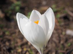 white crocus close-up on a blurred background