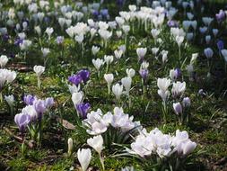 landscape of Crocus Flowers at Spring