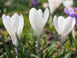 three white crocuses in the forest