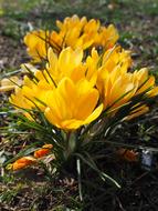 yellow Crocus Flowers at Spring time