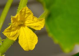 blooming cucumber flower in the garden