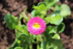 Pink Bellis Daisy at garden