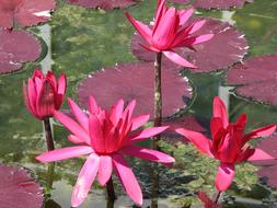 Pink Water Lily lotus flowers