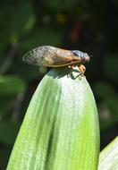 large beetle on a plant