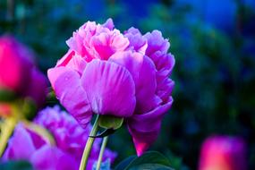 pink peonies in blurred background
