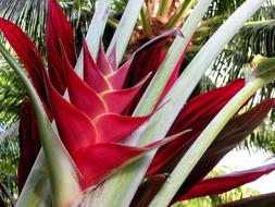 Heliconia Caribaea close-up