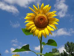 yellow sunflower, white clouds and blue sky