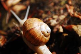 large snail crawl
