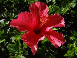 Flower Botany