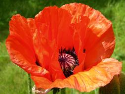 Close-up of the beautiful, orange and yellow oriental poppy flower of different shades, at background with green grass