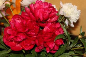 bouquet of red and white peonies close-up