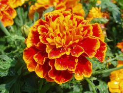 orange-yellow marigolds, close-up