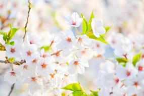 White Flowers blossoms