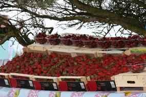 sale of ripe red strawberries