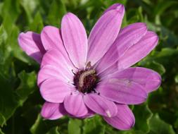 Close-up of the beautiful, pink and white daisy flower with the worm