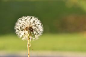 Dandelion Flower fluffy