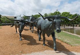 gray walking bulls