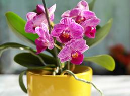 purple orchids in a yellow pot
