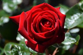 Red Rose flowers in garden