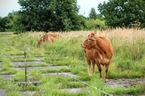 cows grazing in a field