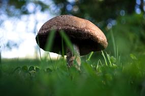 brown mushroom in green grass