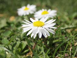 Flowers Daisy Close Up