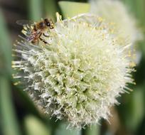 Bee on Onion flower