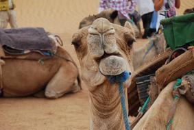 face of a cute camel in the desert