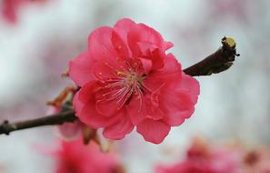 Close-up of the beautiful and colorful, blossoming cherry flowers on the branch, in the spring