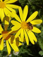 Close-up of the beautiful, yellow and orange daisy flowers with the bee, in sunlight