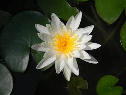 white Water Lily Flower in pond