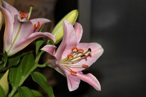 pink lilies in a vase, blur